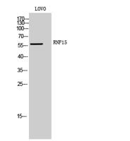 RNF15 Polyclonal Antibody