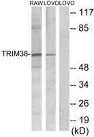 RNF15 Polyclonal Antibody