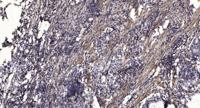 RNF15 Polyclonal Antibody