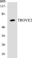 RO60 Polyclonal Antibody