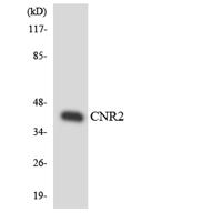 CB2 Polyclonal Antibody