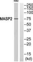 MASP-2 Polyclonal Antibody