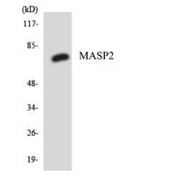 MASP-2 Polyclonal Antibody