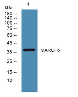 MARCH5 Polyclonal Antibody