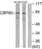 CBP80 Polyclonal Antibody