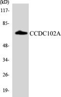 CCDC102A Polyclonal Antibody