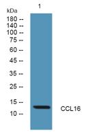 CCL16 Polyclonal Antibody