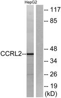 CCRL2 Polyclonal Antibody