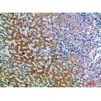 CD109 Polyclonal Antibody