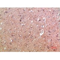 CD11b Polyclonal Antibody