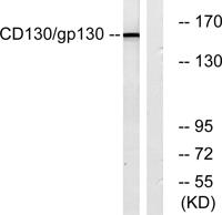 CD130 Polyclonal Antibody