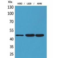 CD158z Polyclonal Antibody
