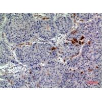 CD163b Polyclonal Antibody