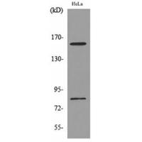 CD163b Polyclonal Antibody