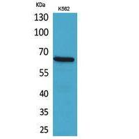CD166 Polyclonal Antibody