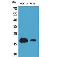 CD225 Polyclonal Antibody