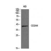 CD244 Polyclonal Antibody