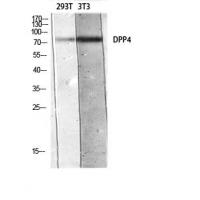 CD26 Polyclonal Antibody
