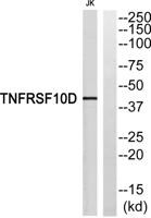 CD264 Polyclonal Antibody