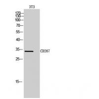 CD267 Polyclonal Antibody