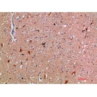 CD300e Polyclonal Antibody
