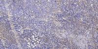 CD32 Polyclonal Antibody