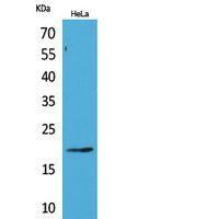 CD3-δ Polyclonal Antibody