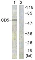 CD5 Polyclonal Antibody