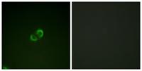CD50 Polyclonal Antibody