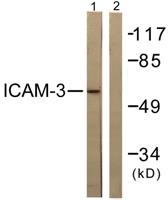 CD50 Polyclonal Antibody
