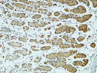 CD57 Polyclonal Antibody