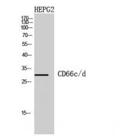 CD66c/d Polyclonal Antibody