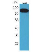 CD71/TfR Polyclonal Antibody