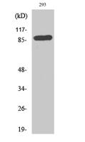 CD71/TfR Polyclonal Antibody