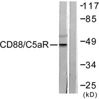 CD88 Polyclonal Antibody