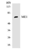 Malic enzyme 1 Polyclonal Antibody