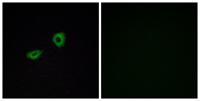 mAChR M5 Polyclonal Antibody