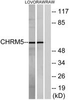 mAChR M5 Polyclonal Antibody