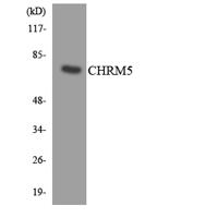 mAChR M5 Polyclonal Antibody