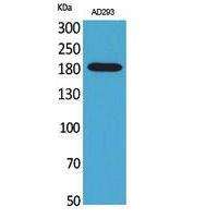 Macroglobulin α-2 Polyclonal Antibody