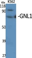 GNL1 Polyclonal Antibody