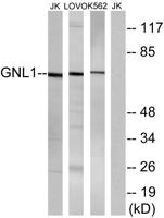 GNL1 Polyclonal Antibody