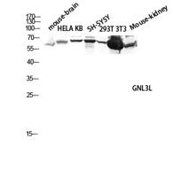 GNL3L Polyclonal Antibody