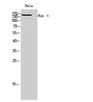 Ron α Polyclonal Antibody