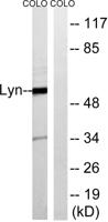 Lyn Polyclonal Antibody