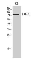 CD93 Polyclonal Antibody