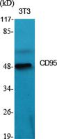 CD95 Polyclonal Antibody