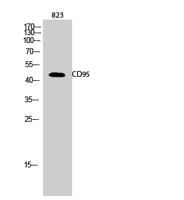 CD95 Polyclonal Antibody