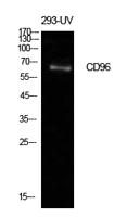 CD96 Polyclonal Antibody