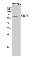 CD96 Polyclonal Antibody